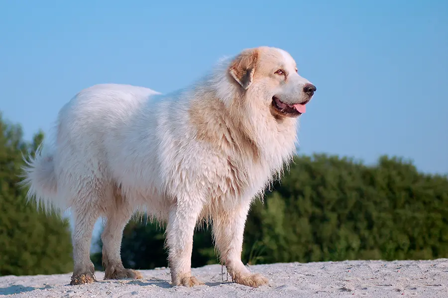 perro Montana de los Pirineos