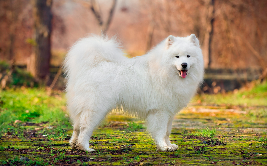 perro Samoyedo perro Samoyedo