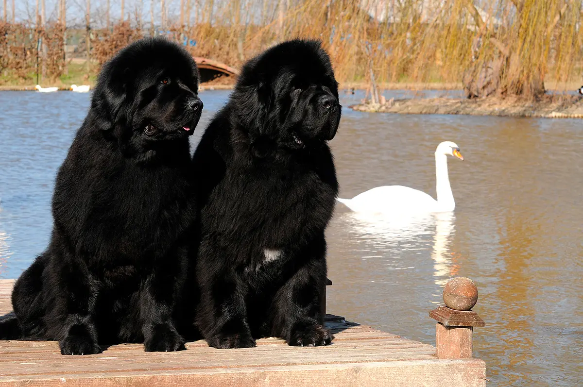 Origen de la raza Terranova