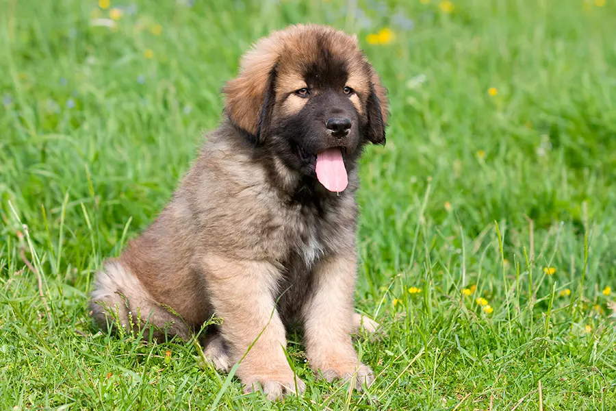 cachorro de Mastin Espanol