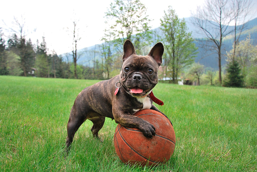 ejemplar de Bulldog Frances ejemplar de Bulldog Frances