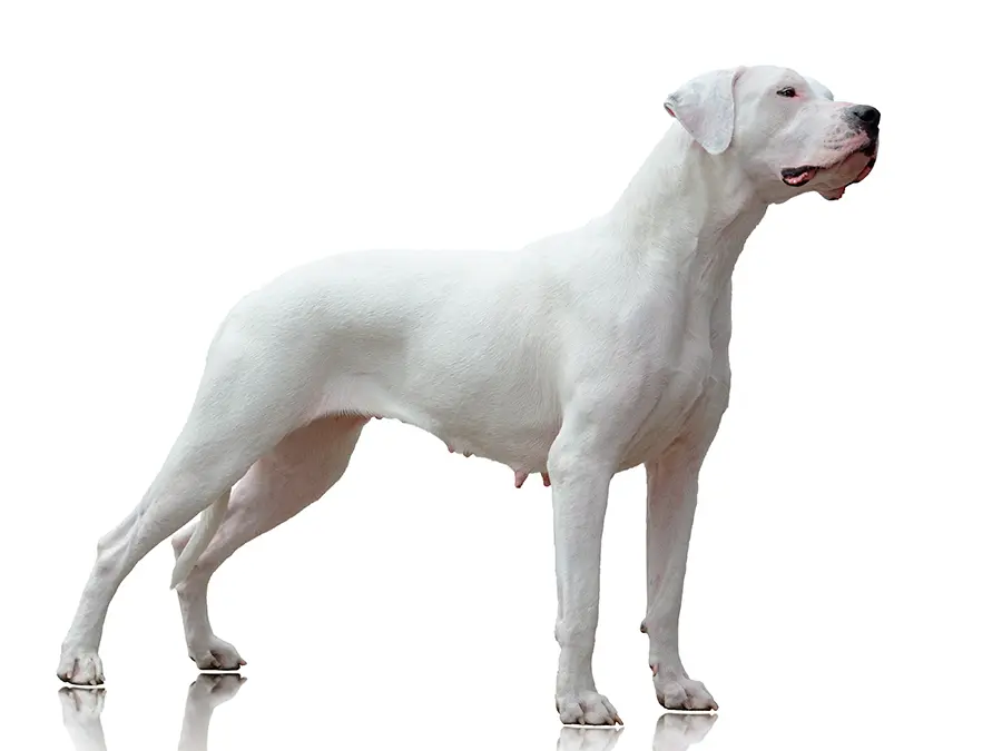 ejemplar de Dogo Argentino ejemplar de Dogo Argentino