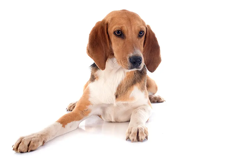 ejemplar de Harrier ejemplar de Harrier