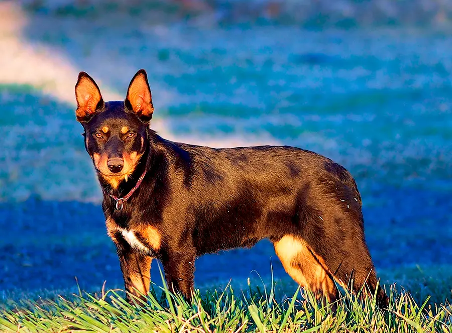 ejemplar de Kelpie Australiano ejemplar de Kelpie Australiano