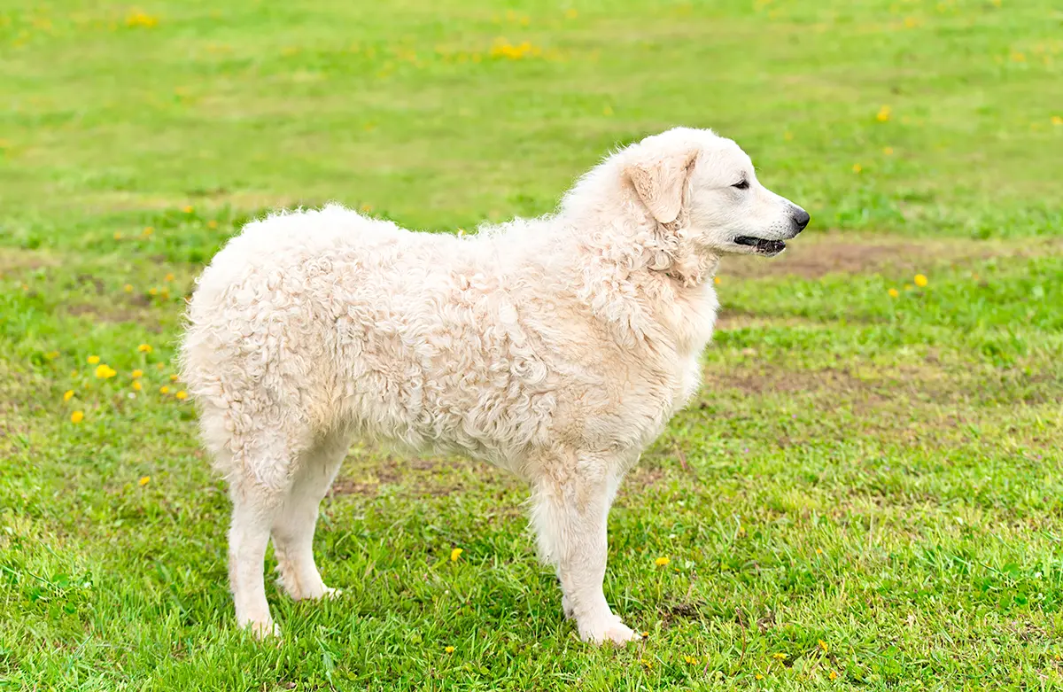 ejemplar de Kuvasz Hungaro