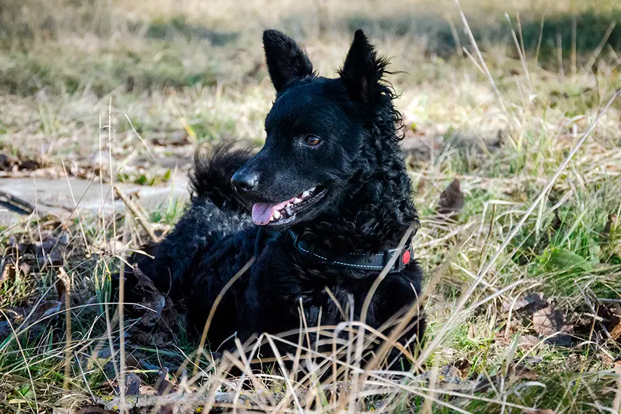 ejemplar de Pastor Croata