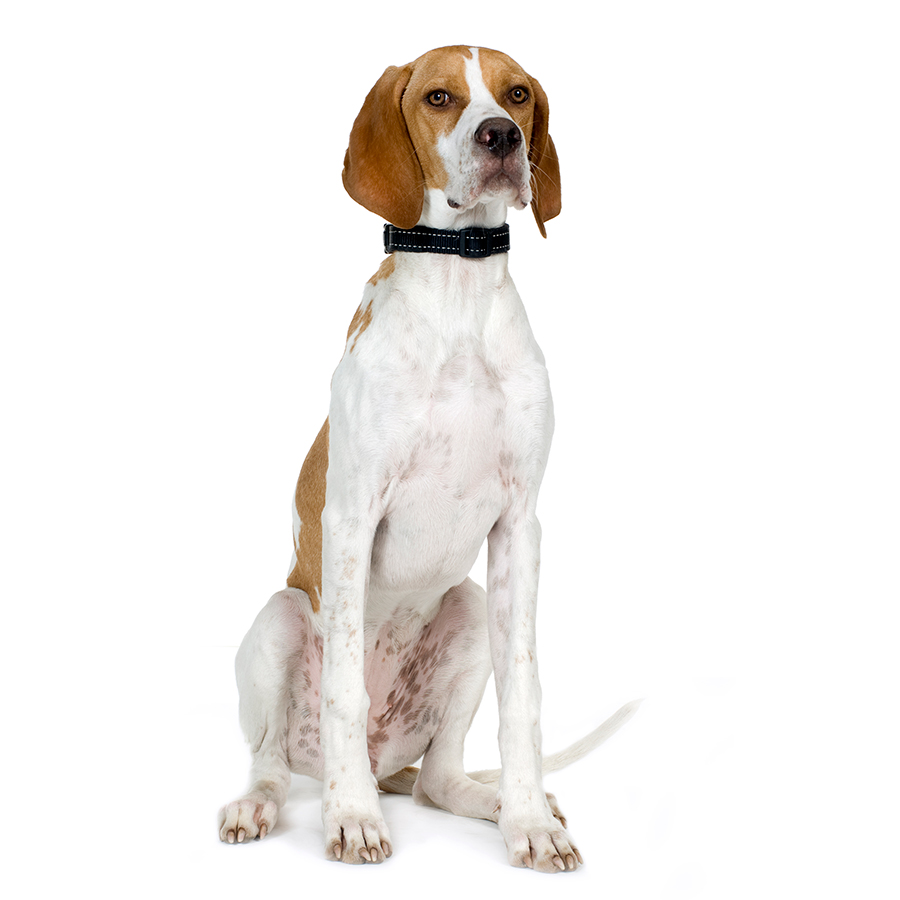 ejemplar de Pointer Ingles ejemplar de Pointer Ingles