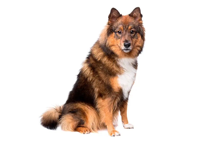 ejemplar de perro Eurasier