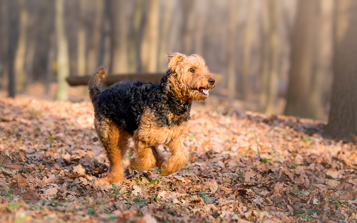 historia de la raza Airedale historia de la raza Airedale