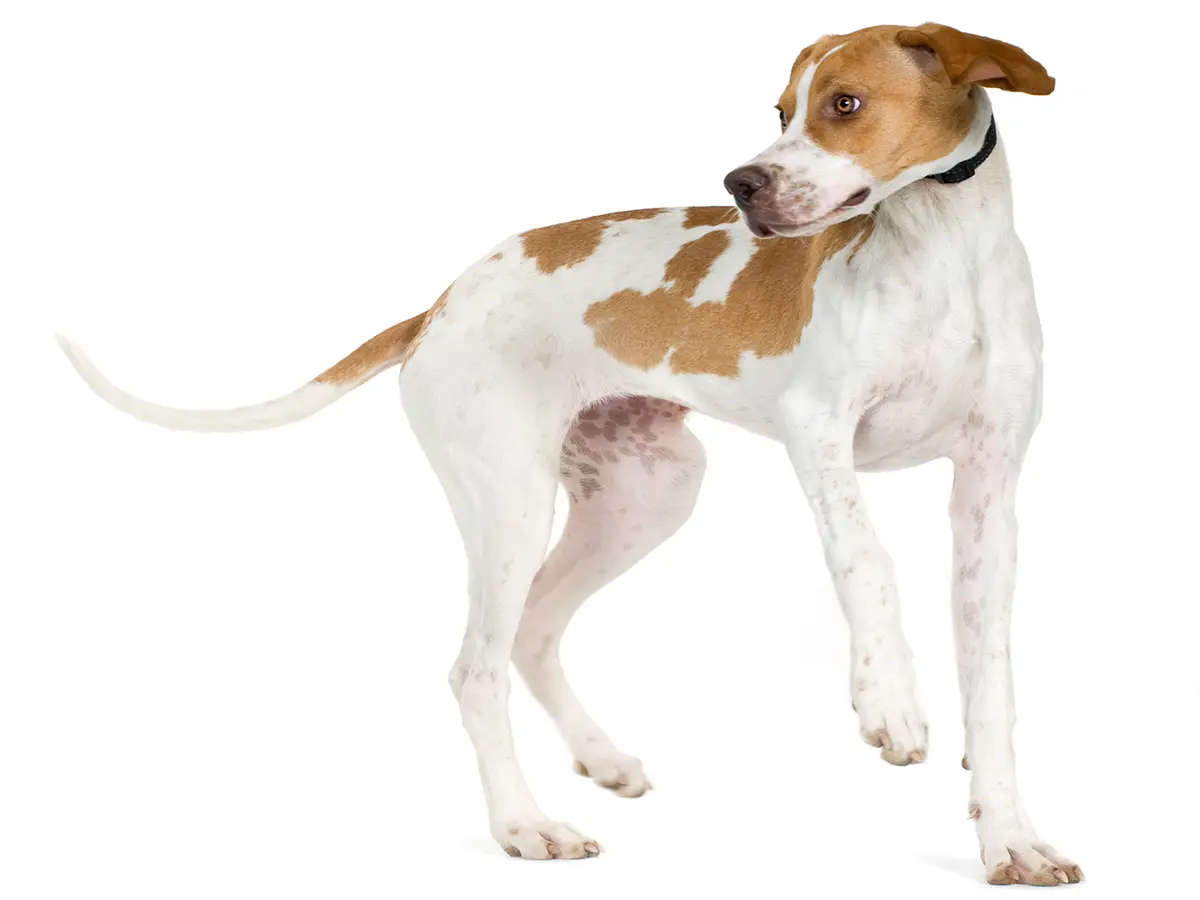 historia de la raza Pointer Ingles