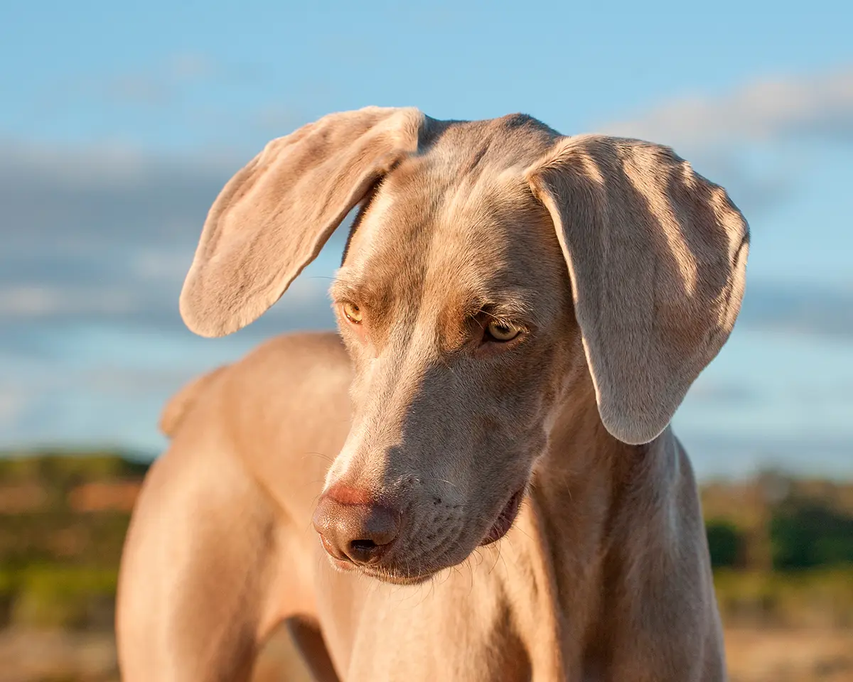 origen de la raza Braco de Weimar