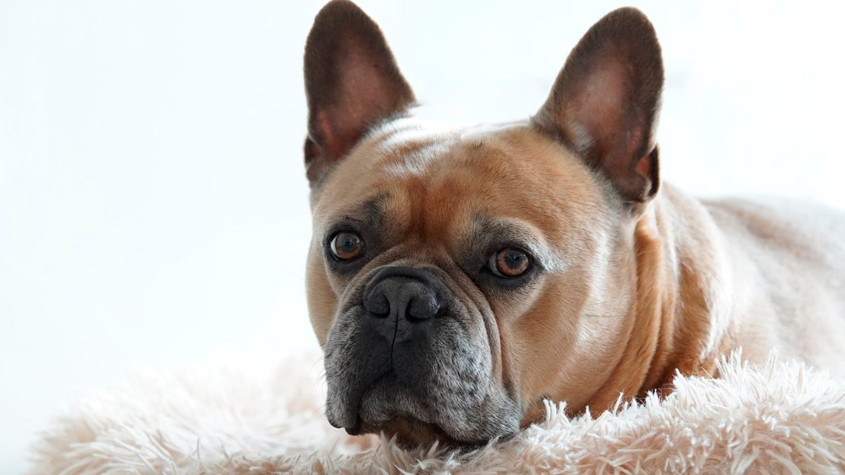 origen de la raza Bulldog Frances