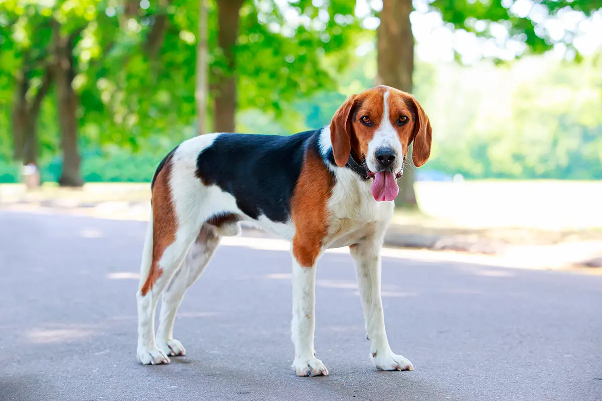 origen de la raza Harrier