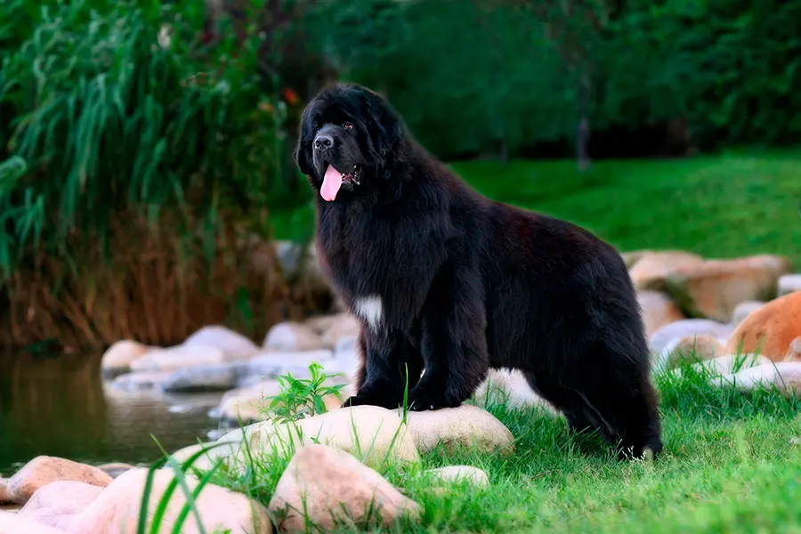 perro Terranova perro Terranova