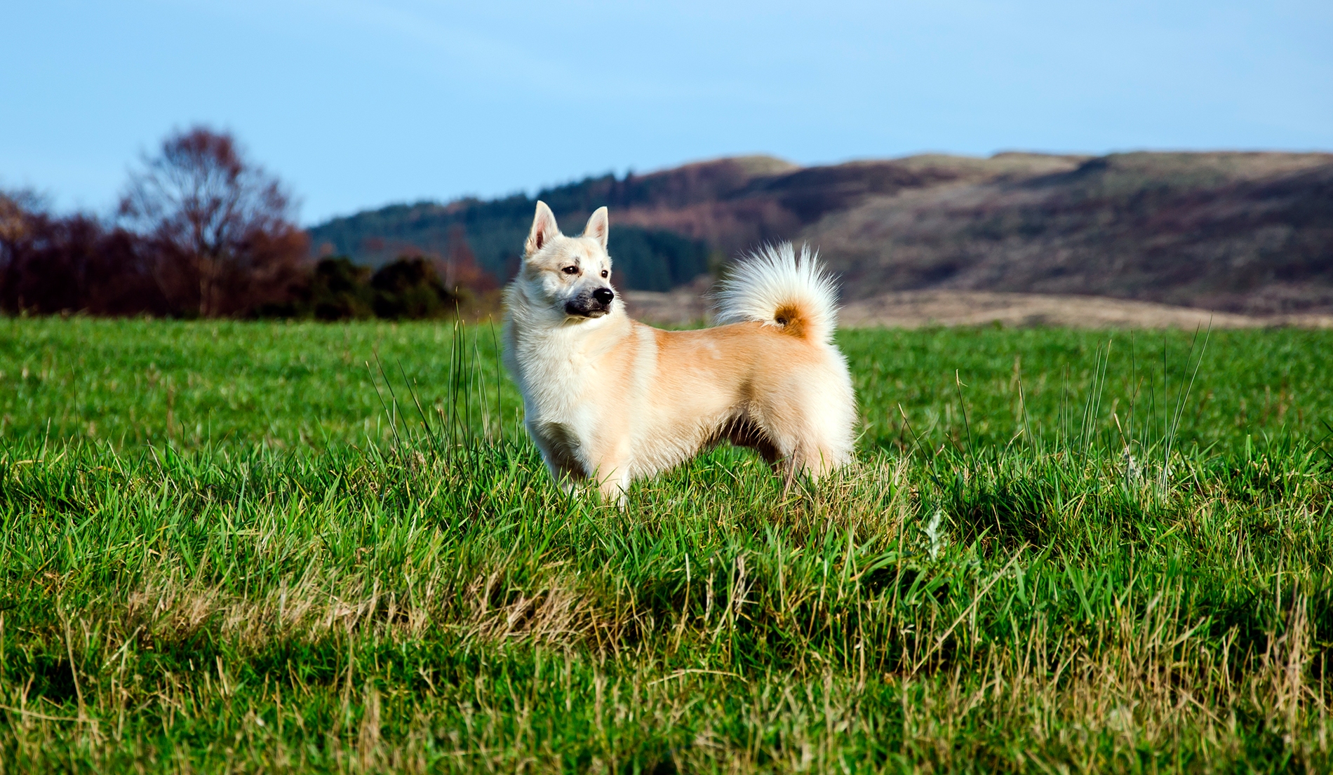 Buhund noruego