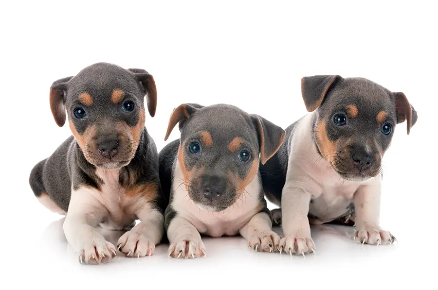 cachorros de Fox Paulistinha