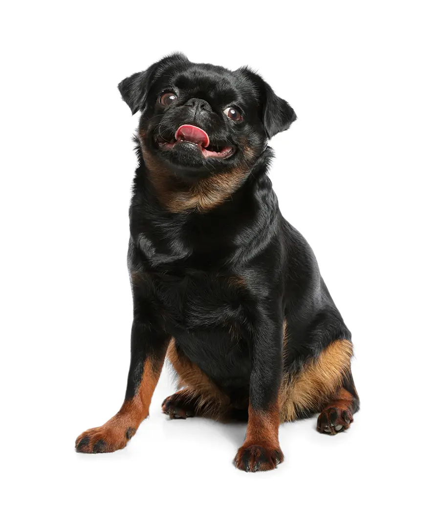 ejemplar de Petit brabançon