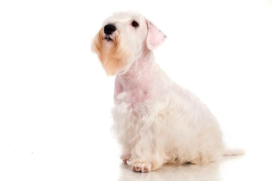 ejemplar de Sealyham Terrier