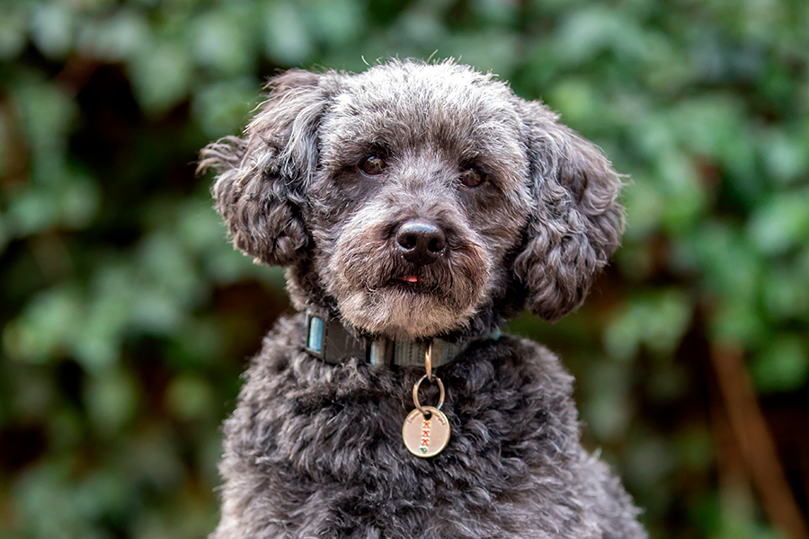 ejemplar se perro de raza Schnoodle