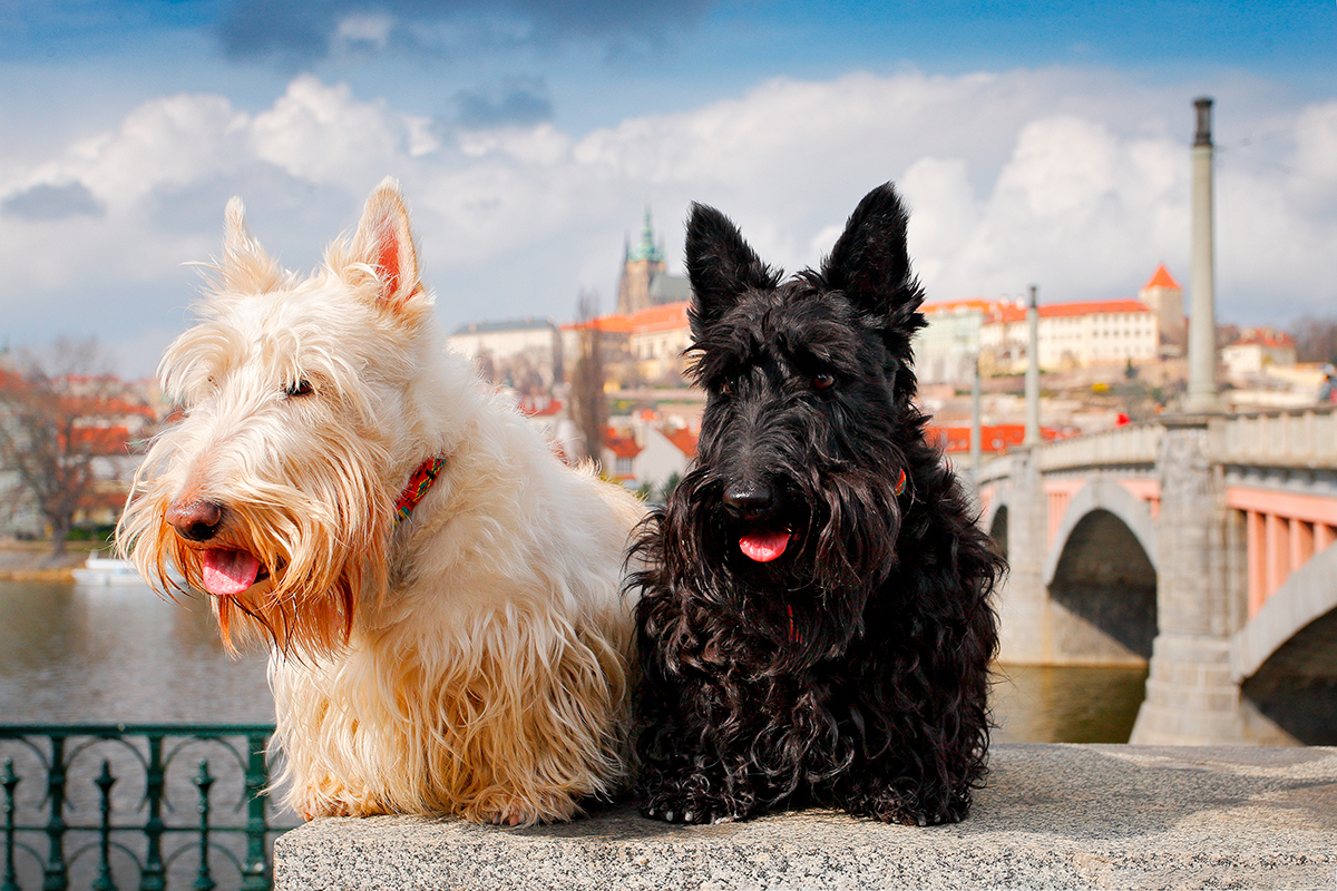 historia de la raza Terrier Checo