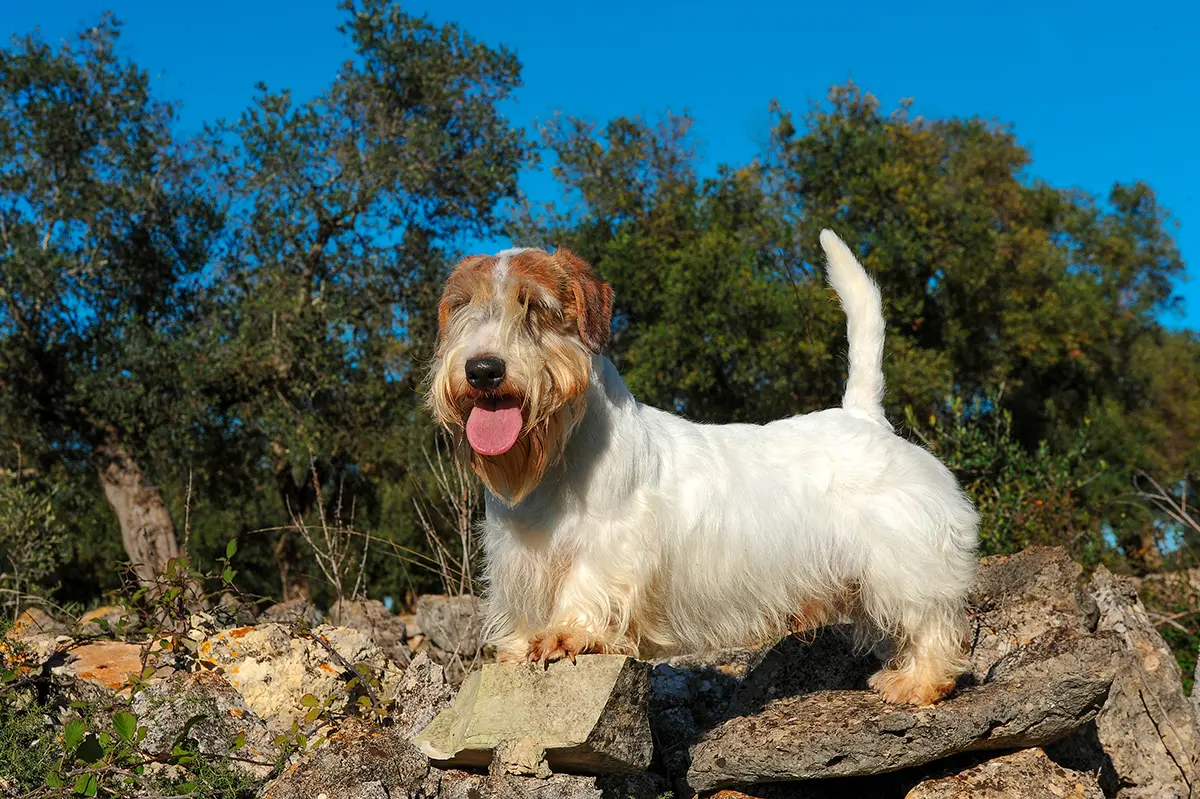 historia del Sealyham Terrier