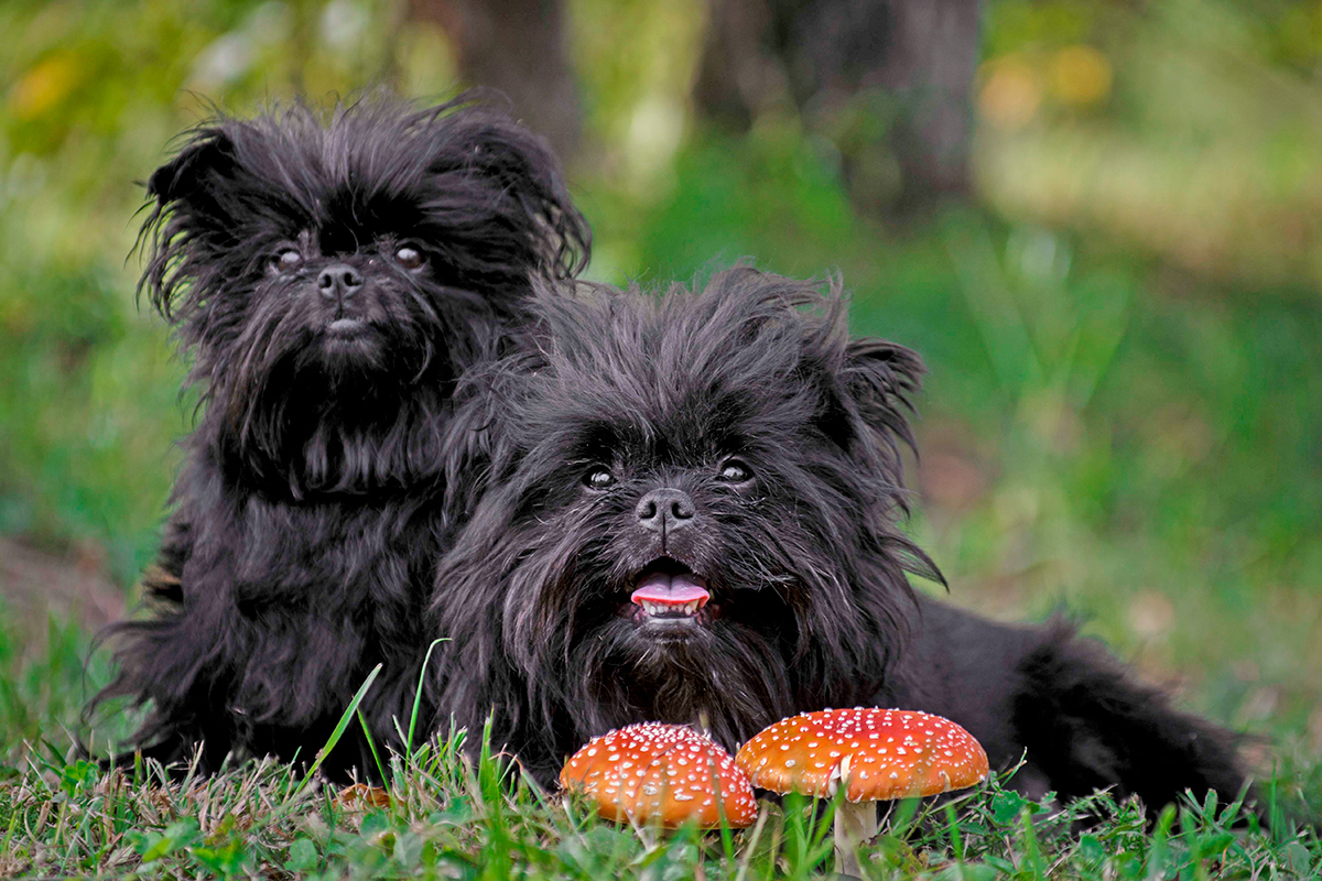 origen de la raza Affenpinscher