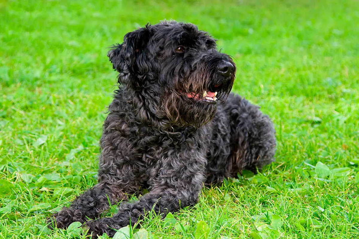 origen de la raza Kerry blue terrier