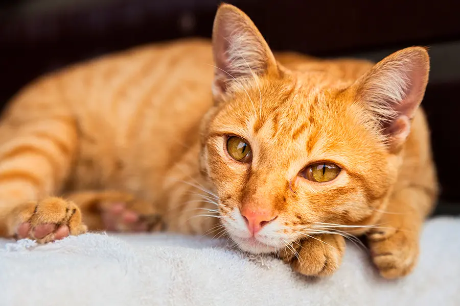 Gato Italiano (Ceilán)