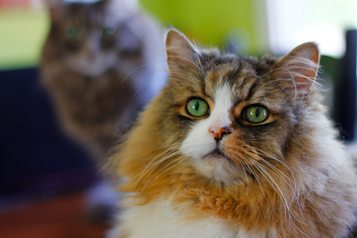 Ragamuffin