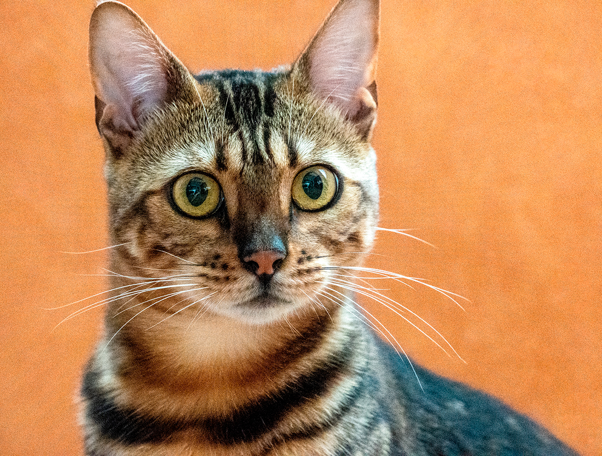 gato Cheetoh