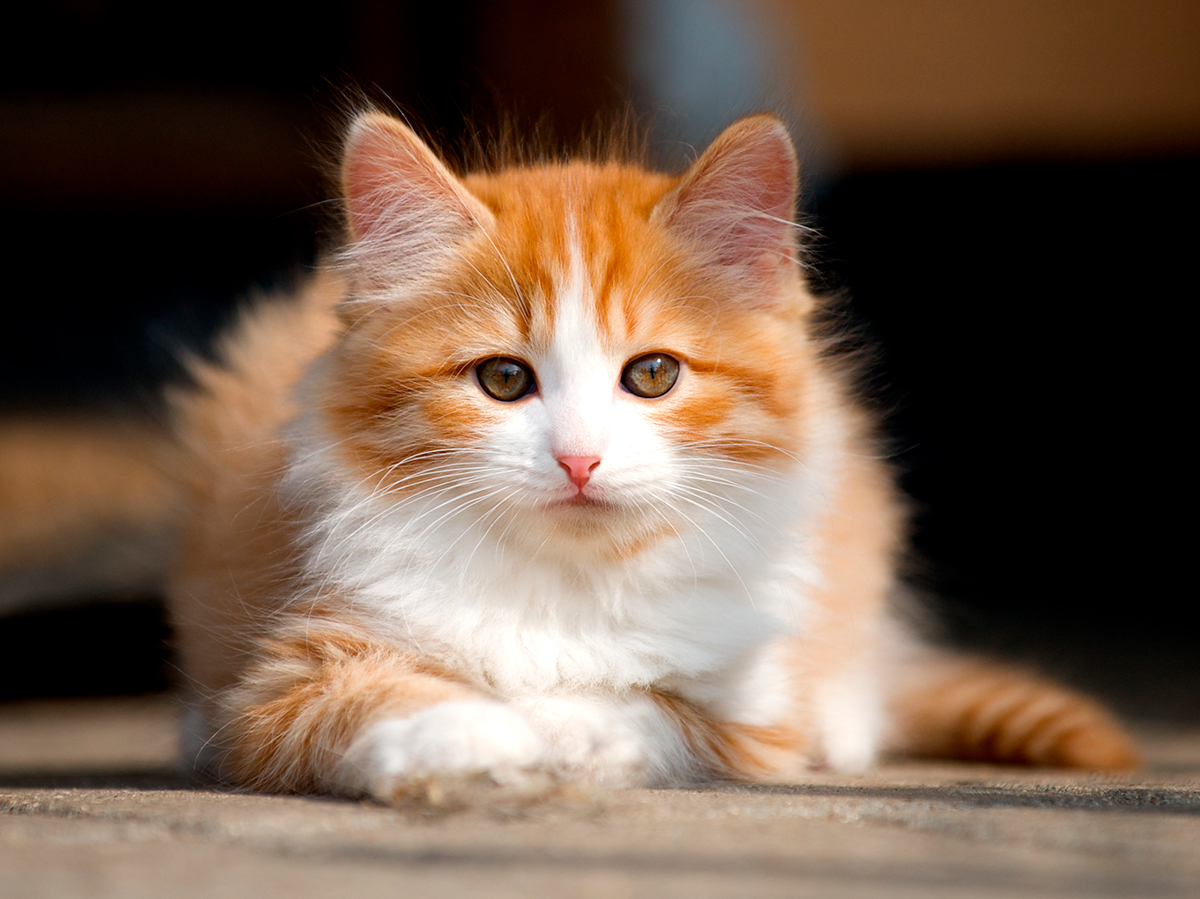 gato Cymric