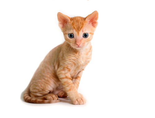 El gato Ural Rex
