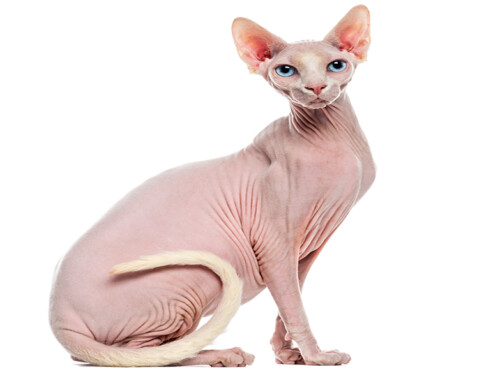 El gato Kohana