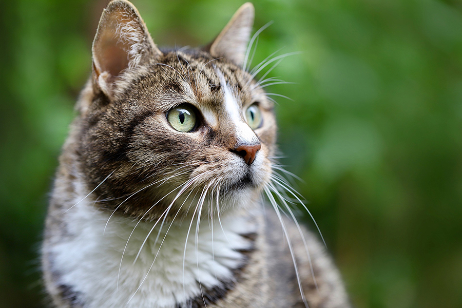 gato