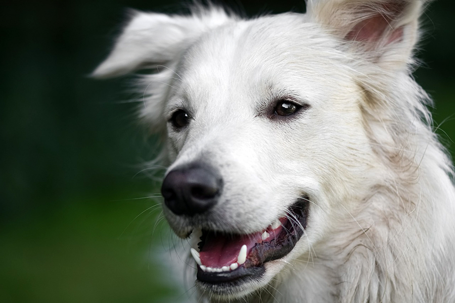 dientes de perro