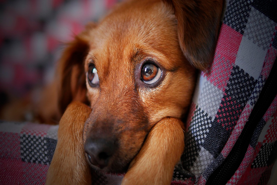 ojos de perro ojos de perro