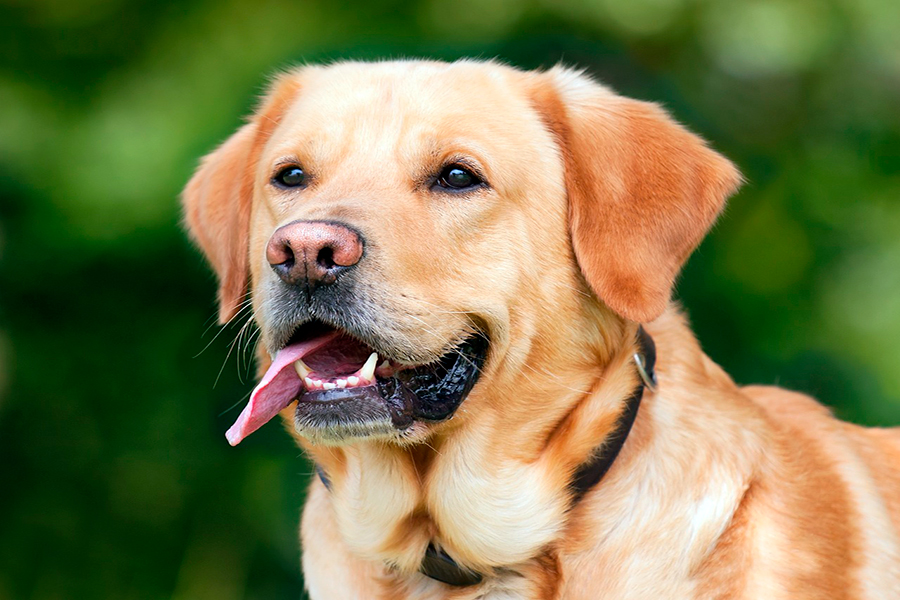 perro con lengua fuera
