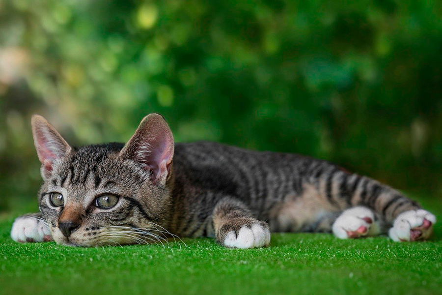gato