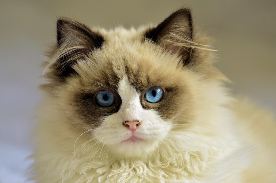gato castrado