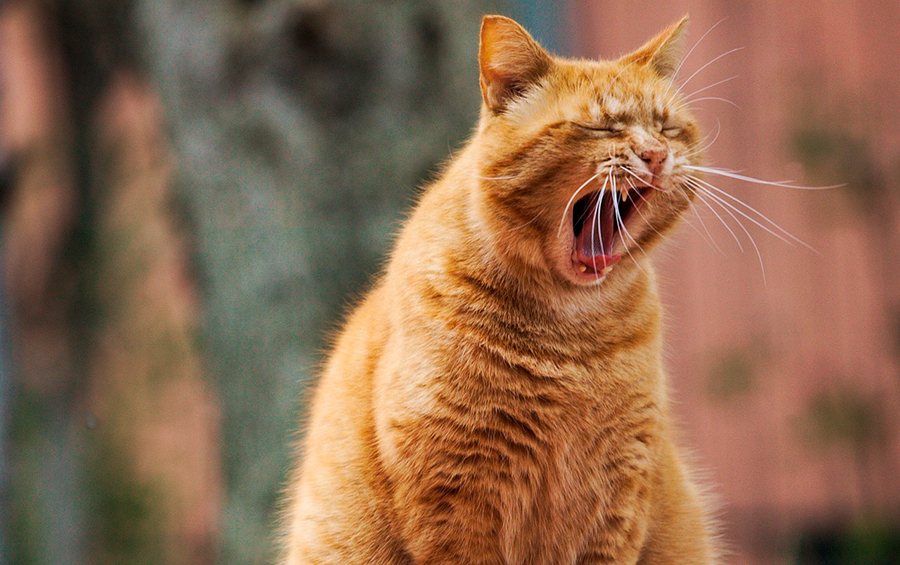 gato vomitando