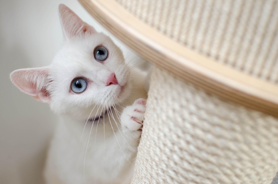 gato gato