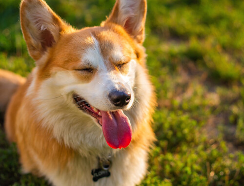 Cómo cuidar a un perro ciego