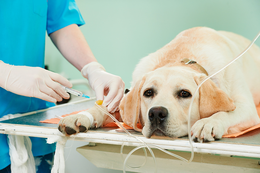 perro en el veterinario