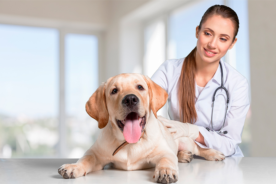 perro revisión veterinaria