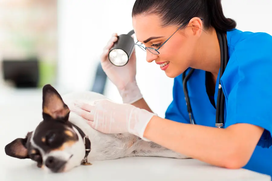 veterinaria examinando un quiste en un perro