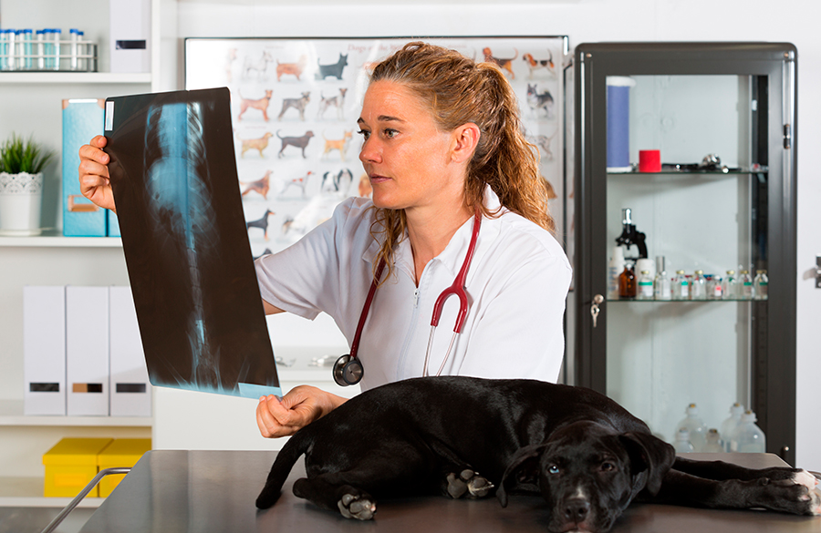 veterinario revisando patas traseras de perro