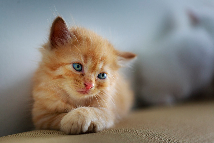 gato