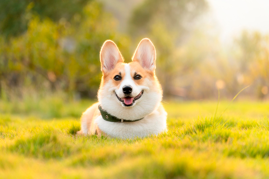 perro en el campo