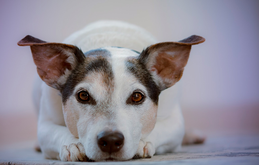 perro observando