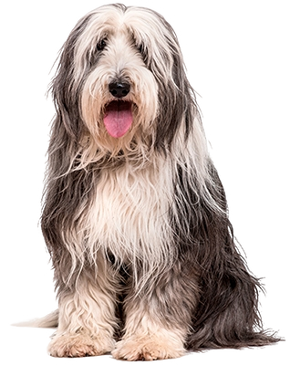 Perro sin fondo